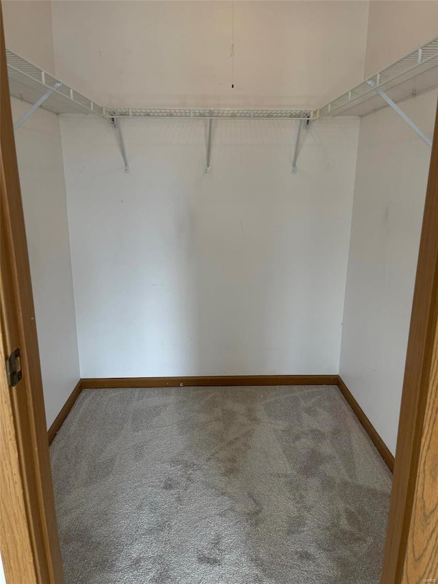 spacious closet featuring carpet