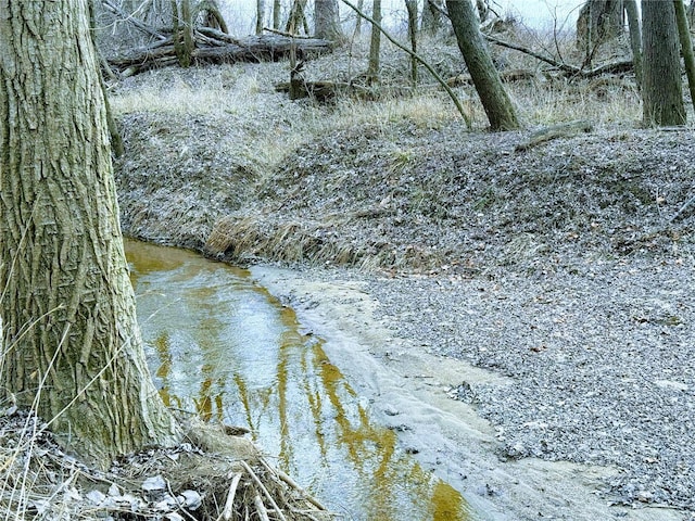 view of local wilderness