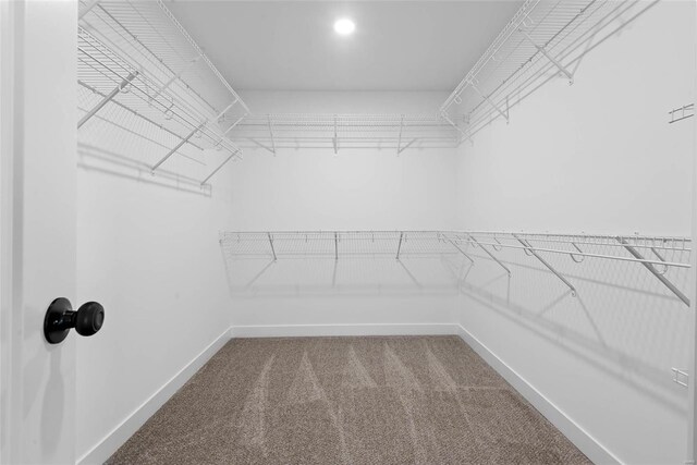 walk in closet with carpet flooring