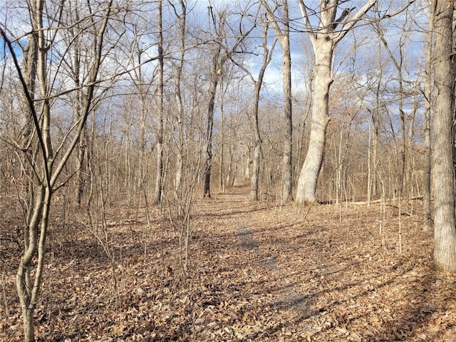 view of local wilderness