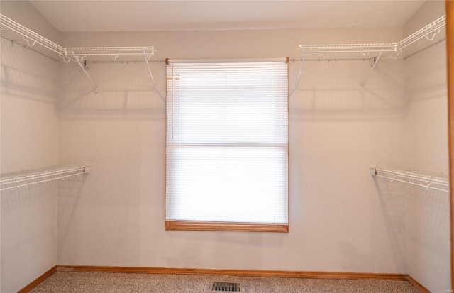 spacious closet featuring carpet and visible vents