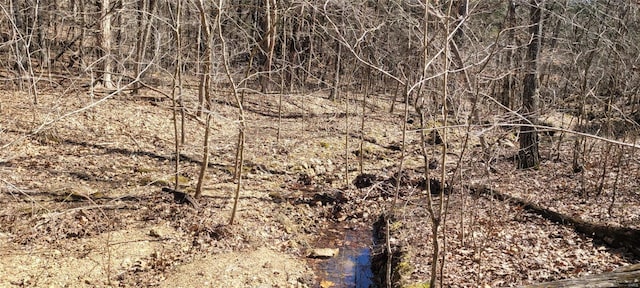 view of local wilderness