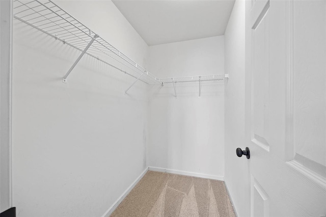 spacious closet featuring carpet