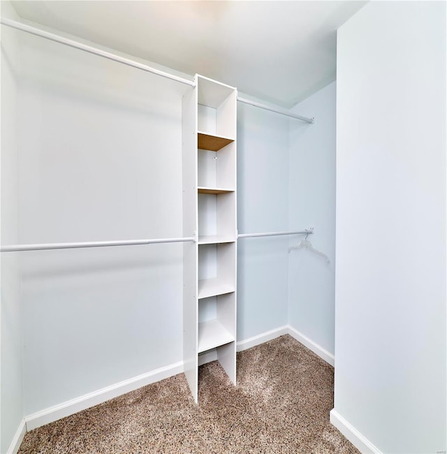 spacious closet featuring carpet