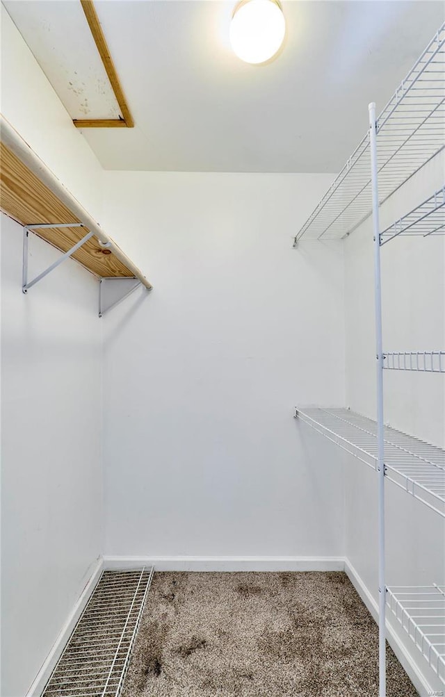 spacious closet with carpet floors