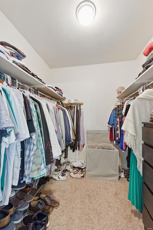spacious closet featuring carpet flooring
