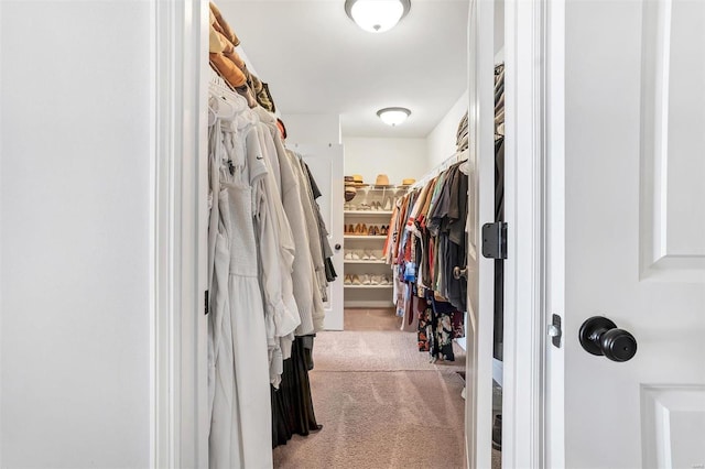 spacious closet featuring carpet flooring