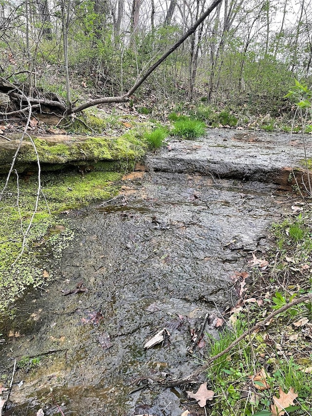 view of local wilderness with a forest view