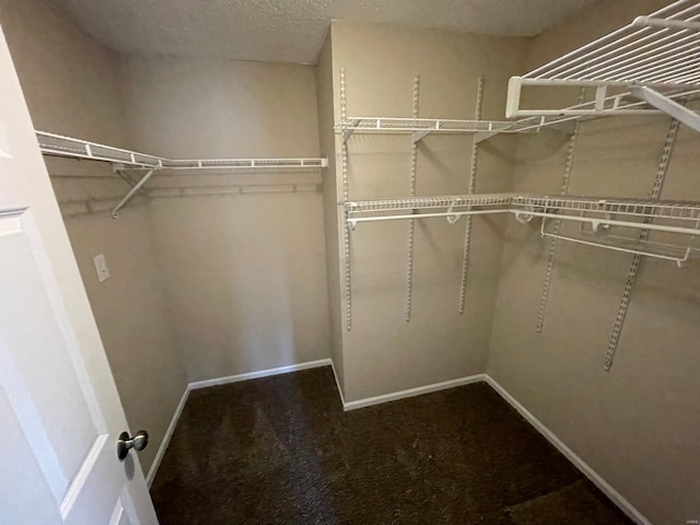 spacious closet featuring carpet