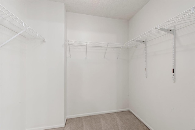 spacious closet featuring carpet flooring