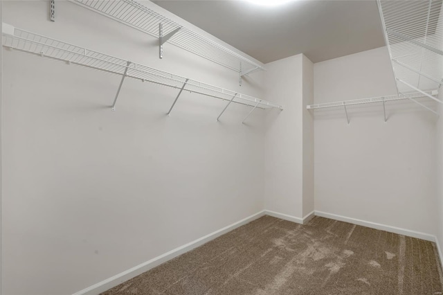 walk in closet featuring carpet floors