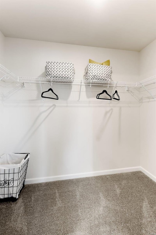 walk in closet featuring carpet floors