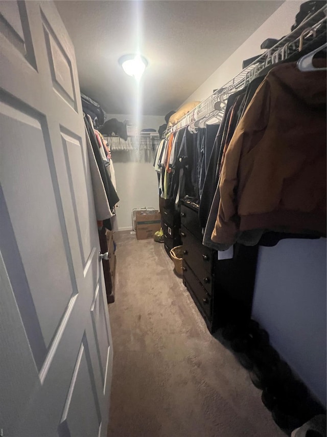 spacious closet featuring carpet