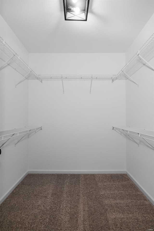 spacious closet featuring carpet flooring