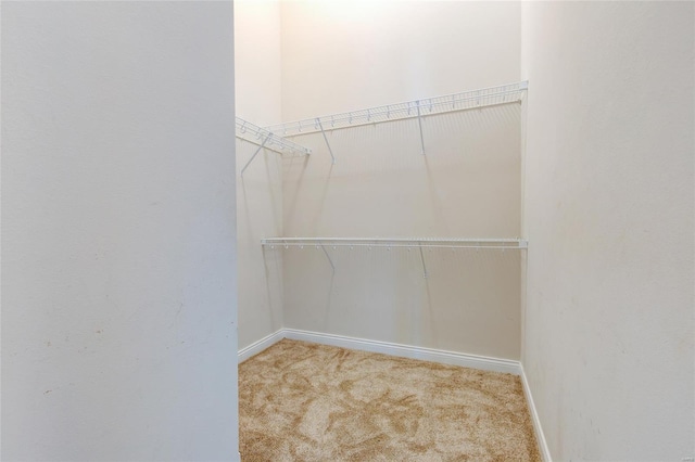 walk in closet with carpet flooring
