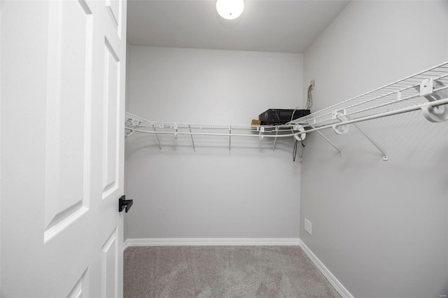 walk in closet with carpet flooring