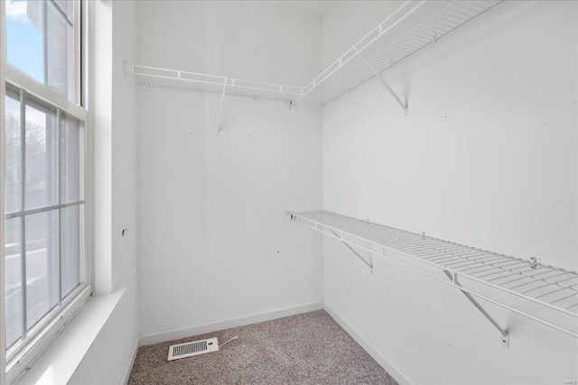 spacious closet featuring visible vents and carpet floors