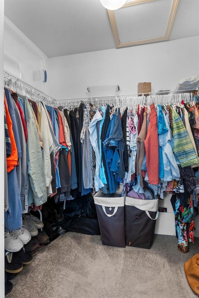 walk in closet with attic access and carpet floors