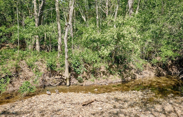 view of local wilderness