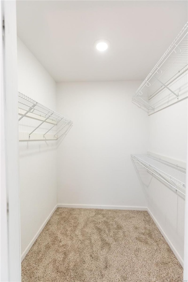 walk in closet with carpet flooring