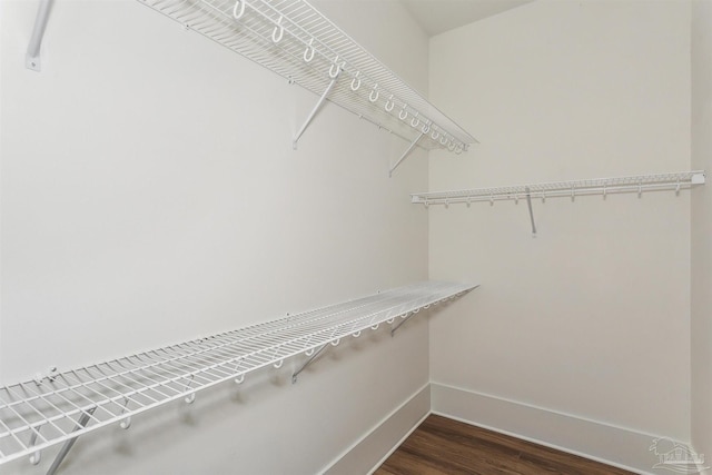 spacious closet featuring dark wood-style floors