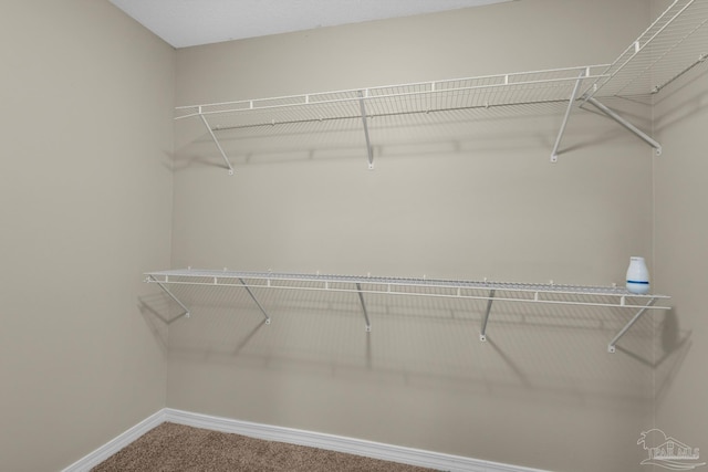 spacious closet with carpet flooring