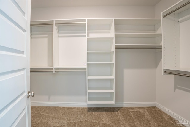 walk in closet featuring carpet flooring