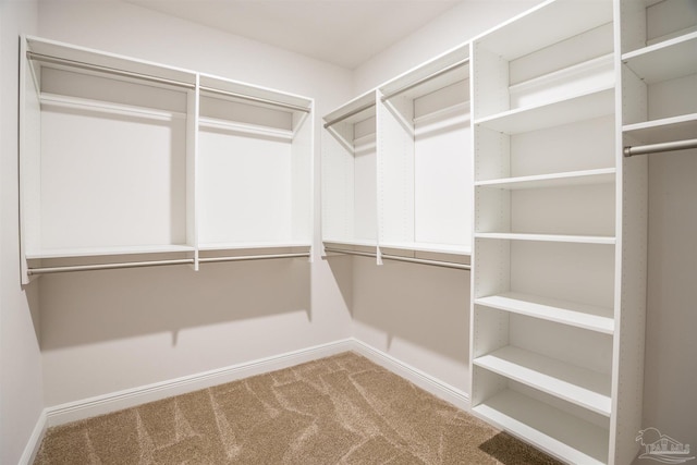 walk in closet featuring carpet flooring