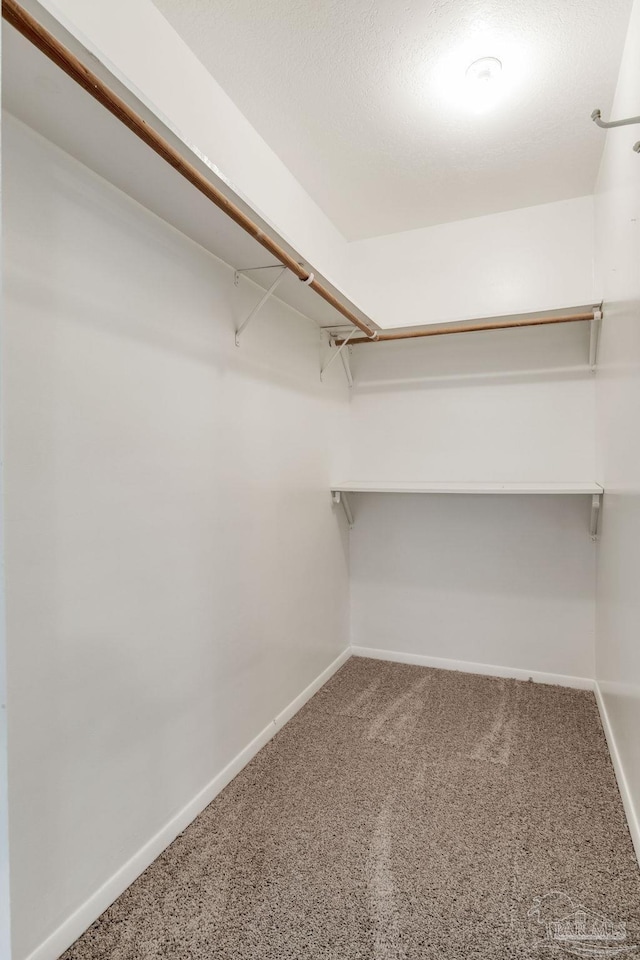 spacious closet featuring carpet flooring