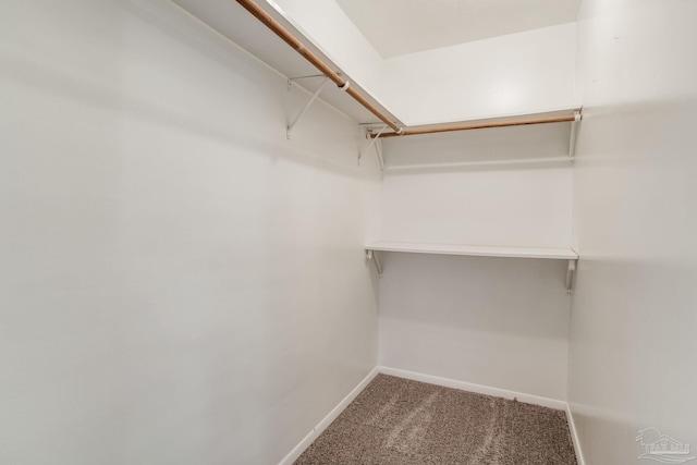 spacious closet with carpet flooring
