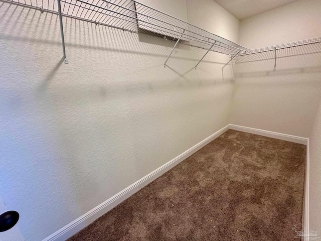 walk in closet featuring carpet floors
