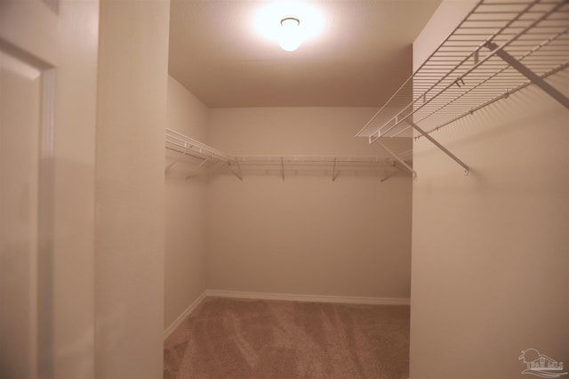 spacious closet featuring carpet flooring