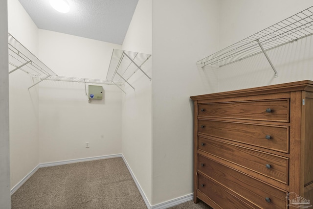 spacious closet featuring carpet flooring