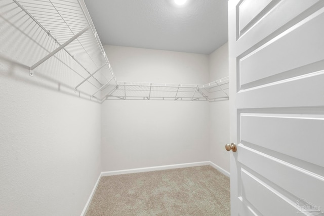 walk in closet with carpet floors