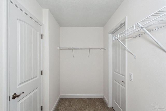 walk in closet with carpet flooring