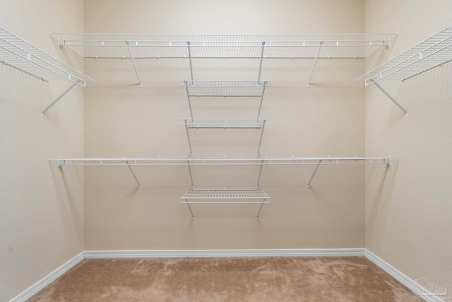 walk in closet with carpet flooring