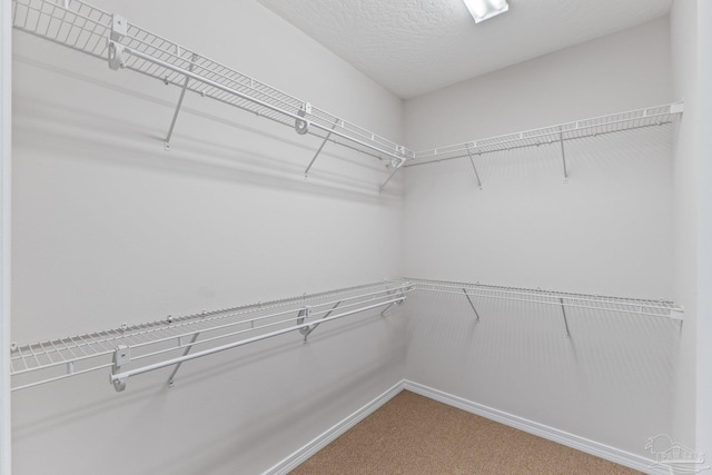 walk in closet with carpet