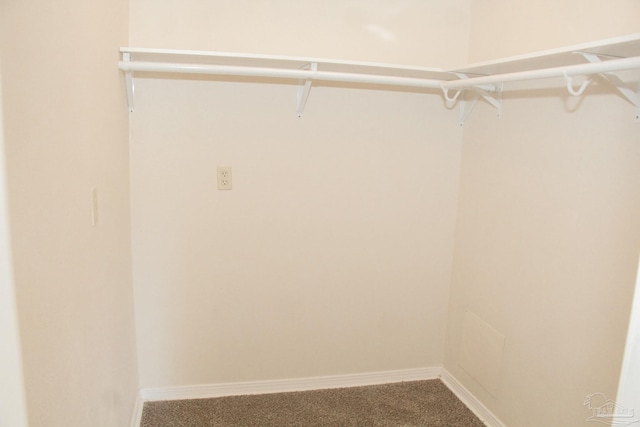 walk in closet featuring carpet flooring