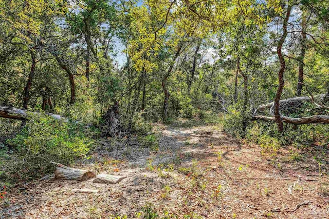 view of local wilderness