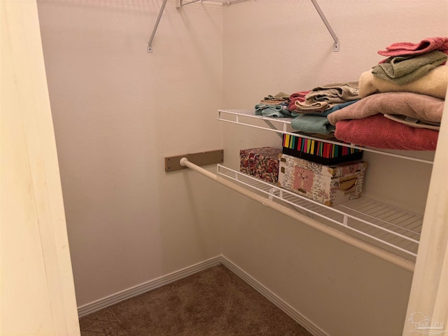 walk in closet featuring carpet floors