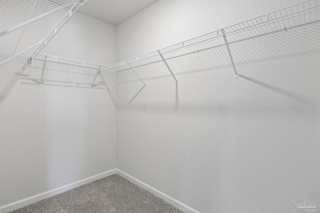 spacious closet with carpet flooring