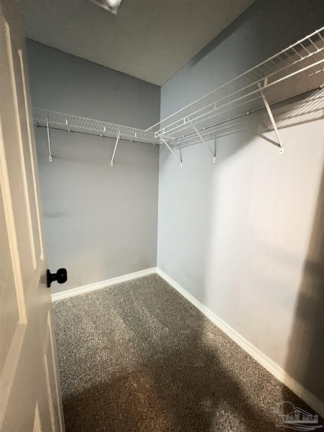 spacious closet featuring carpet flooring