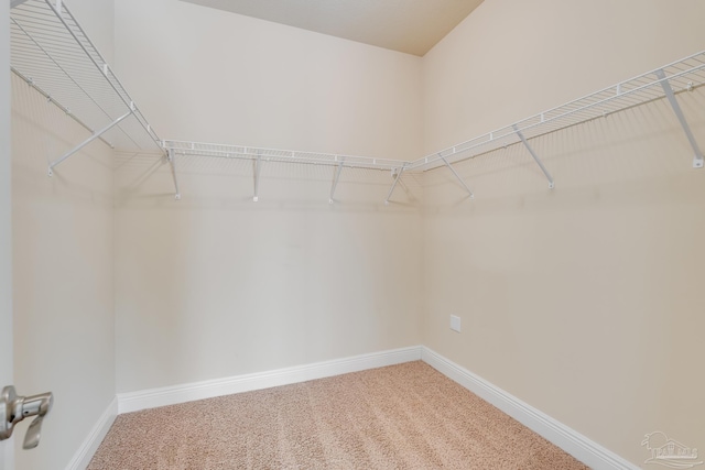 spacious closet featuring carpet flooring