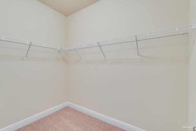 spacious closet featuring carpet floors