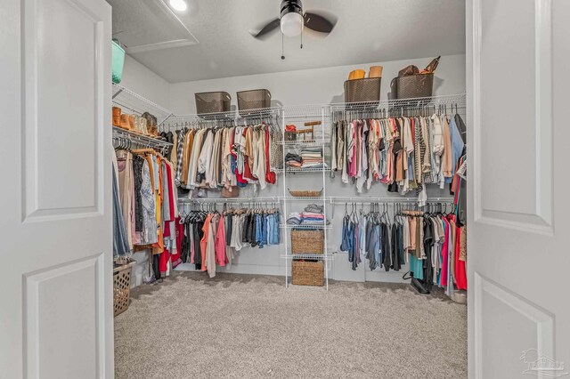 3720 Arbor Ridge Rd, Pace, FL 32571 - walk in closet with carpet flooring and ceiling fan