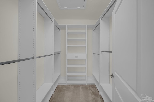 walk in closet featuring carpet