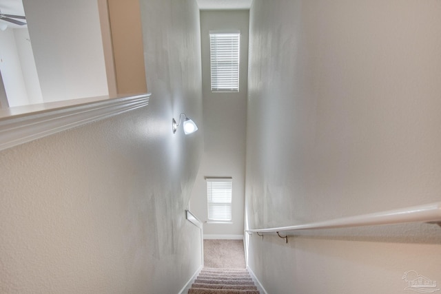 stairway featuring carpet floors and ceiling fan