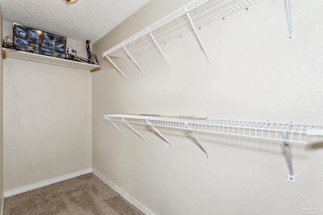 walk in closet featuring carpet flooring