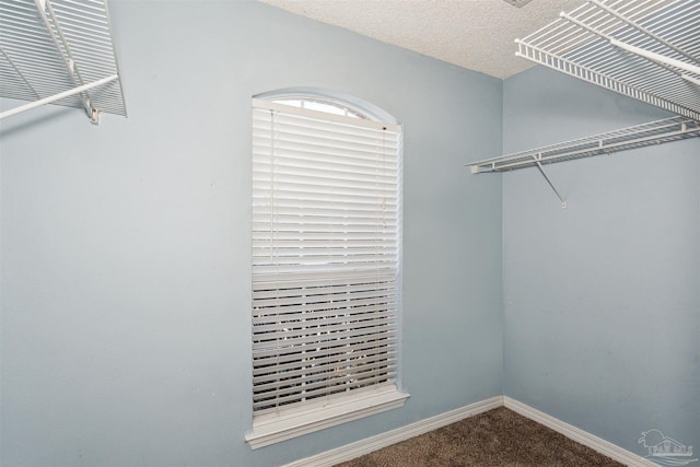 walk in closet with carpet flooring