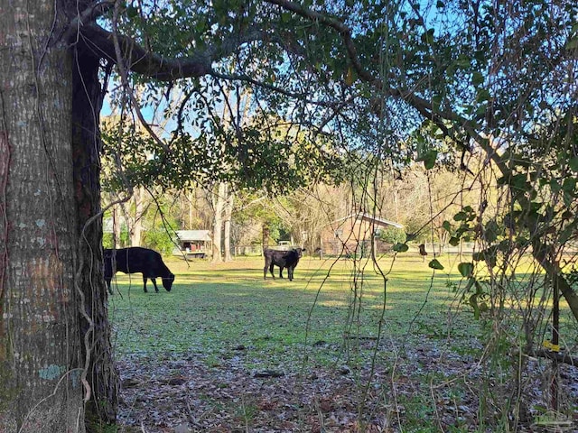 view of yard featuring a rural view